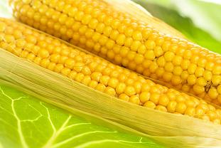 Corn on the Cob | Guarantee Green Blog