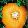 Pumpkin Patch | Guarantee Green Blog